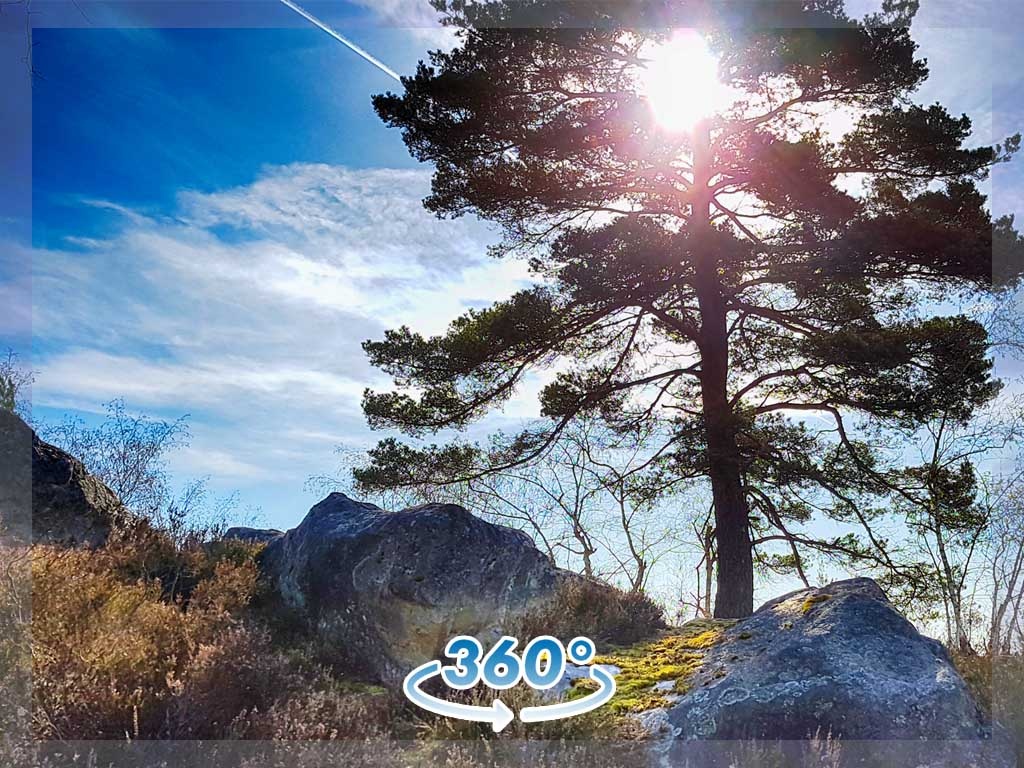 Bosques de las Montañas Rocosas - 360º